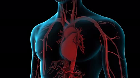 Human Heart Anatomy For Medical Concept 3D Illustration alt