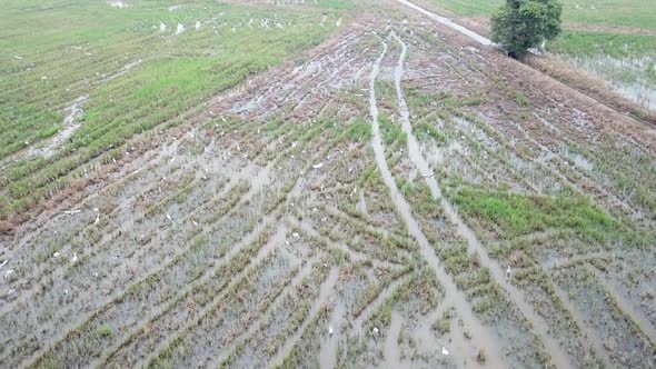 Aerial view Asian openbill stork looking for food in paddy field