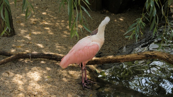 Roseate spoonbill cleaning wings near the lake.