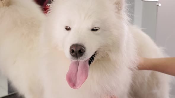 Closeup of a Samoyed Dog in a Dog Grooming Salon