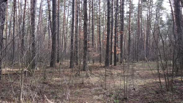 Trees in a Pine Forest During the Day Aerial View