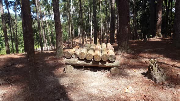 Wood log in jungle