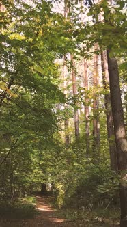 Vertical Video Forest with Trees in the Fall