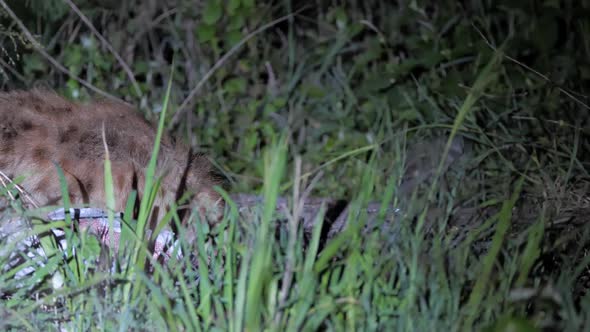 Lone Hyena Moving Slowly Through Wide African Grassfields at Dark Night
