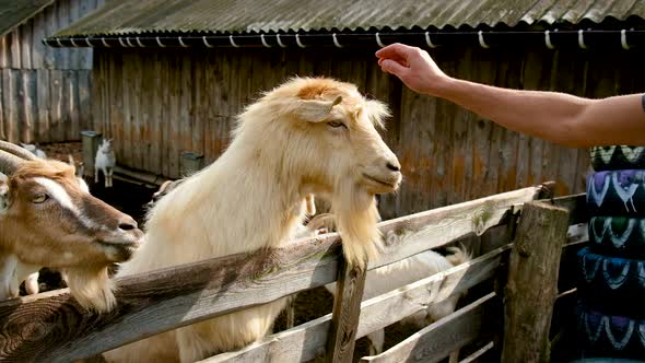 Goats on a Herd Farm