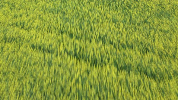 Top Shot on the Field with Yellow Flowers