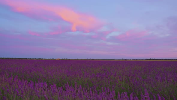 Purple Lavender Field at Red Sunset