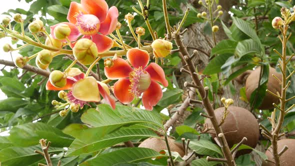 Exotic Flowers and Tree. Dangerous Large Powerful Green Tropical Tree Cannonball Salalanga Blooming