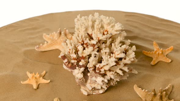 Beautiful Shells and Coral on Sand Against, White, Rotatiion