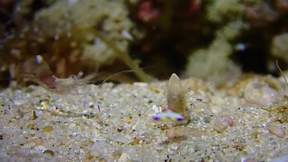 clos-up macro shots of small squat shrimps. (sarasvati anemone shrimps) squatting and having eggs in