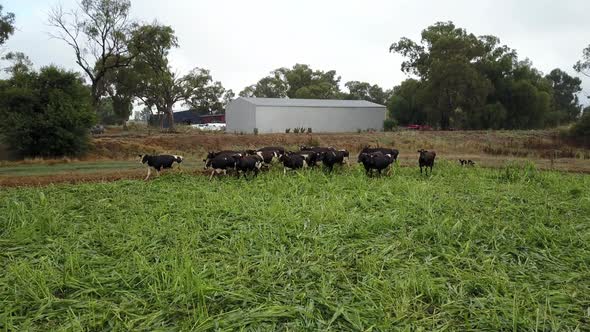 Young, healthy dairy cattle being herded towards a lush green area of farmland