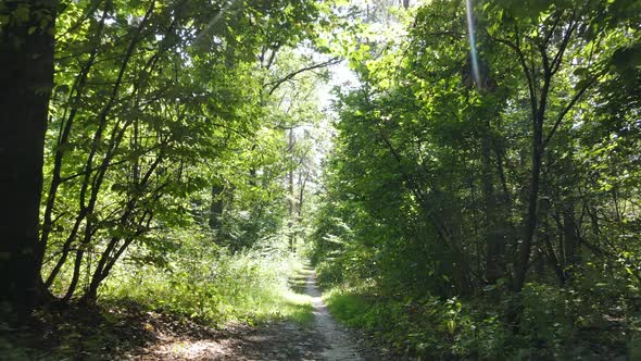 Green Forest with Trees By Day