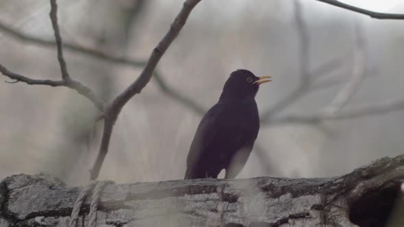 Slow motion medium wide shot of a Blackbird sitting on a thick tree branch, calling out and turning