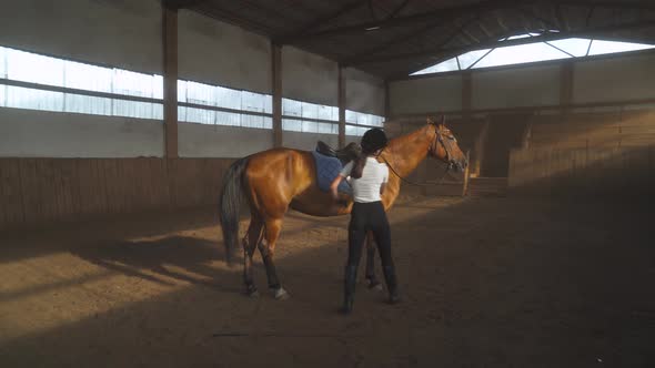 Female Rider Takes Care of the Horse, Strokes the Wool and Examines the Sled Horse in a Covered