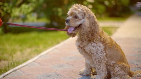 Beige Cocker Spaniel Dog Breathing with Tongue Hanging Out. Tired Dog Sitting on City Sidewalk and