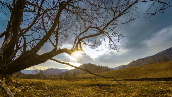 Time Lapse of Death Tree and Dry Yellow Grass at Mountian Landscape with Clouds and Sun Rays