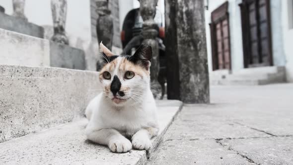 Stray Shabby Tricolor Cat in Africa on Street of Dirty Stone Town Zanzibar
