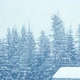 Snowfall Winter Forest Soft Snowy Christmas Morning Falling Snow - VideoHive Item for Sale