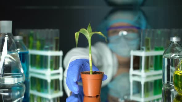 Biologist Examining Corn Plant in Laboratory, Conducting GMO Experiment, Food