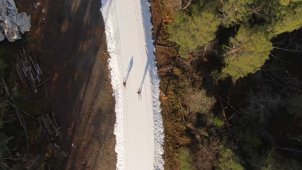 Man Skiing Down Snowy Trail Surrounded By Alpine Forest Trees. Drone.