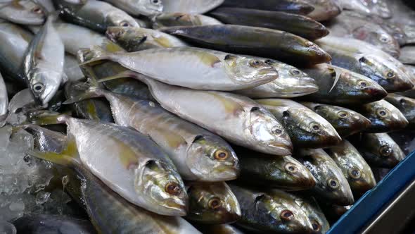 Close-up Footage of The Piles of Fresh Mackerel Displaying in the Market
