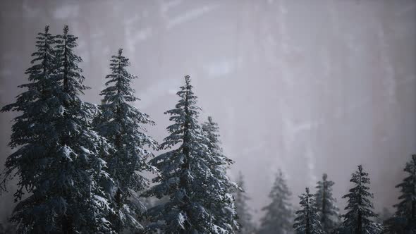 Winter Snow Covered Cone Trees on Mountainside