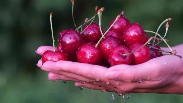 A Female Farmer Holds Ripe Red Cherries in Her Hands