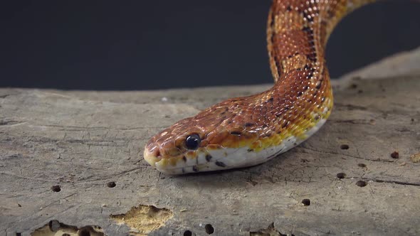 Coronella Brown Snake Crawling on Wooden Snag at Black Background. Close Up