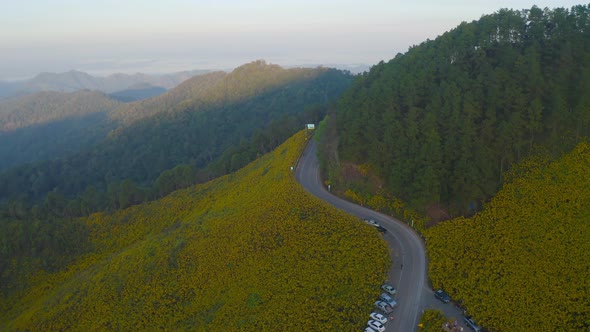 Aerial view of tree Marigold or yellow flowers in national garden park and mountain hills