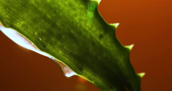 Alora vera leaf with juice, gel drips from the stems