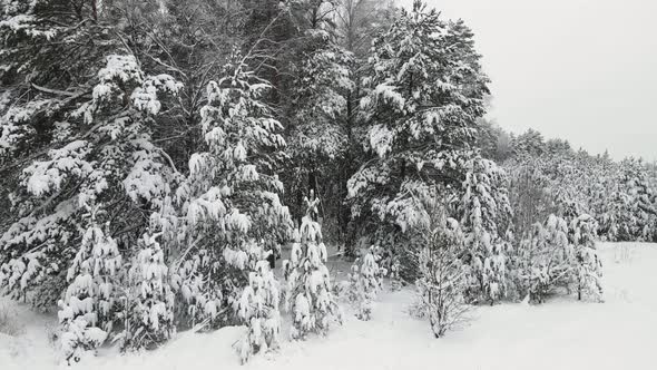 Mysteriously Snowy Winter Forest in Cool Weather Aerial View