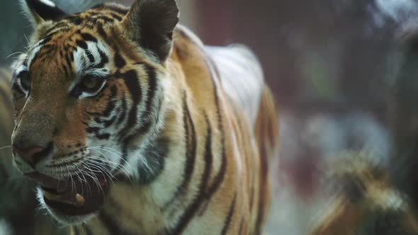 slow motion of bengal tiger