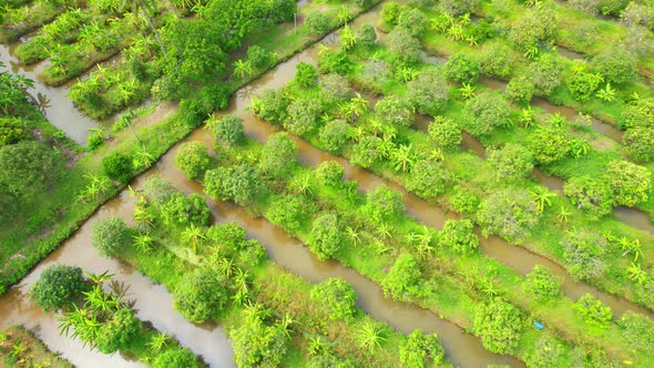 An aerial view over banana and durian plantations