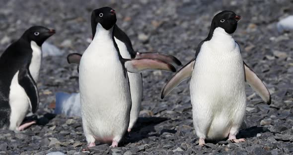 Adelie Penguins