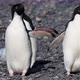 Adelie Penguins - VideoHive Item for Sale