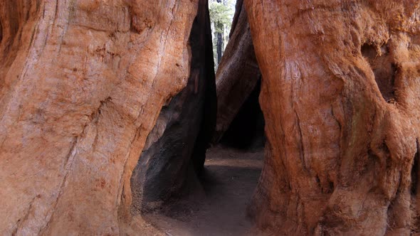 Giant sequoia trees in Sequoia National Park, California, USA