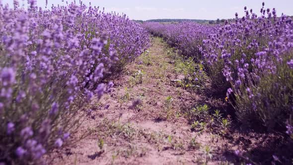 Walking Throw Lavender Field Landscape with Magenta Colors Against Blue Sky