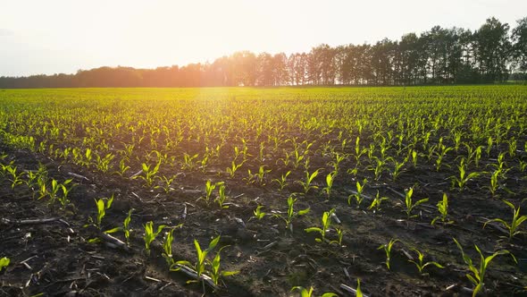 Corn Growing