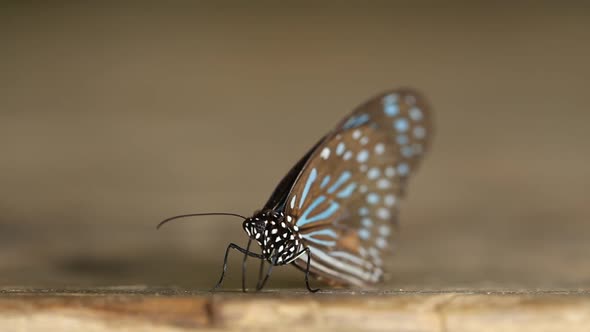 Dark Blue Tiger butterfly (Tirumala septentrionis) on wood