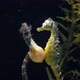 Seahorse Abdominalis Courtship Of Two - VideoHive Item for Sale