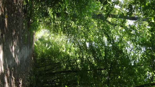 Vertical Video of a Forest with Trees in Ukraine