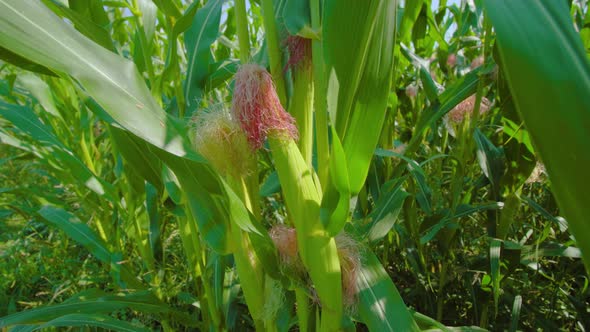 Corn Plant and Ripening Cob Waved By Wind on Sunny Field