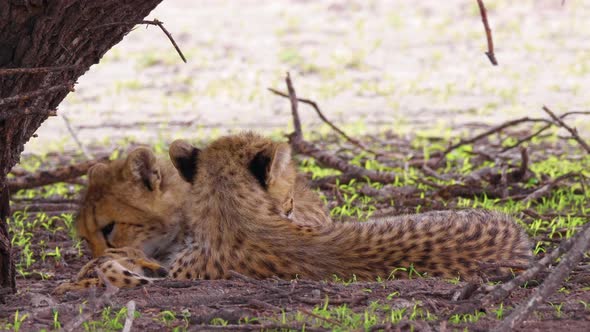 Two Fluffy Cheetah Cubs Lying Down Under The Tree At The Deception Valley In Central Kalahari Game R