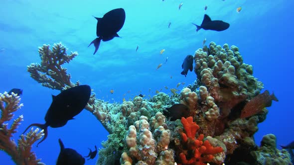 Underwater Life Fish.