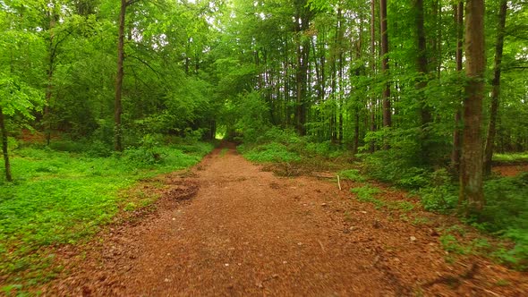 Walking in the Spring Green Forest