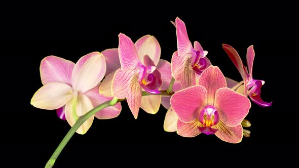 Blooming Red Orchid Phalaenopsis Flower