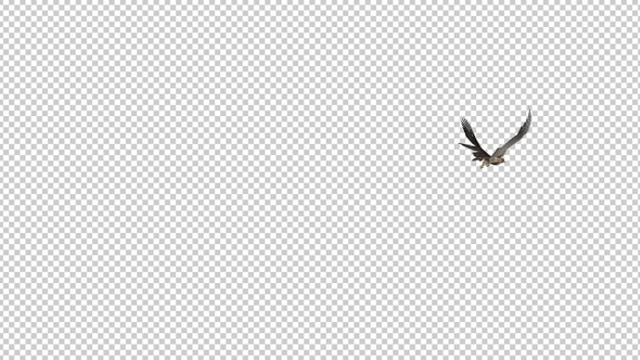 Red Tail Hawk - 4K Flying Round Loop alt