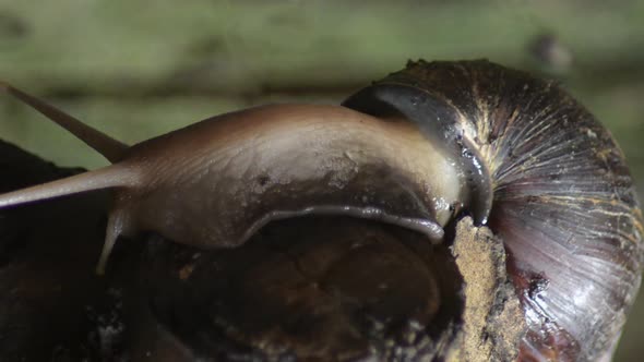 Giant Snail Crawling