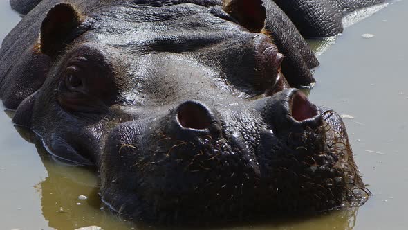 Mammal Animal Hippopotamus Is In Water 2