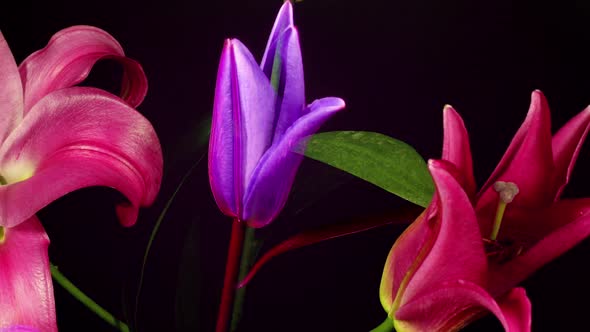 Timelapse of flowers blooming. Lily flowering timelapse.